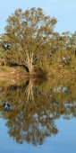 Mildura_MurrayRiver_P1020127_v