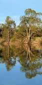 Mildura_MurrayRiver_P1020128_v