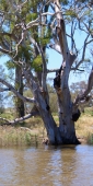 Mildura_MurrayRiver_P1020223_v